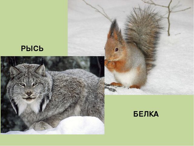 Дидактическая игра на тему: «Весёлые зверята»