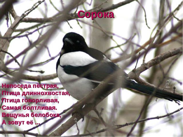 Отчёт презентация об участии в областной экологической акции "Помогите птицам зимой"