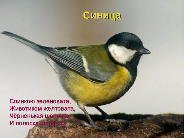 Отчёт презентация об участии в областной экологической акции "Помогите птицам зимой"