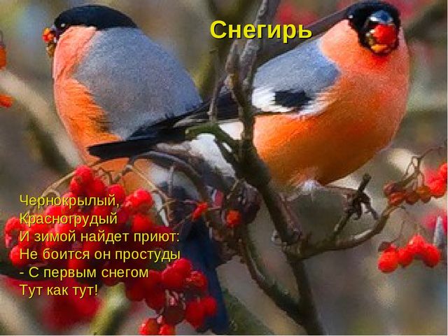 Отчёт презентация об участии в областной экологической акции "Помогите птицам зимой"