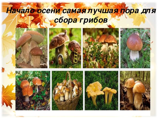 Презентация для закрепления материала по теме: "Осень"