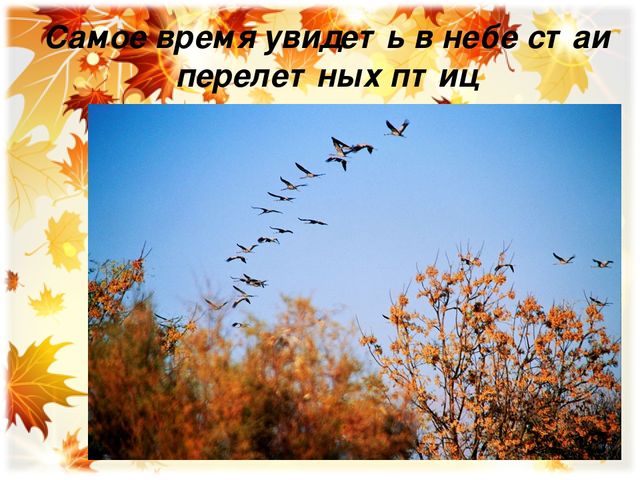 Презентация для закрепления материала по теме: "Осень"