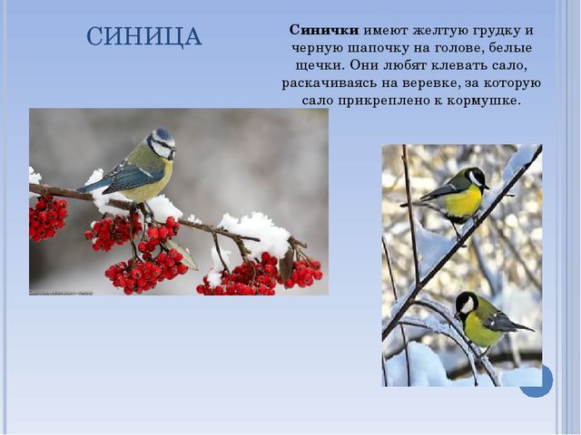 Презентация по окружающему миру на тему " Зимующие птицы"