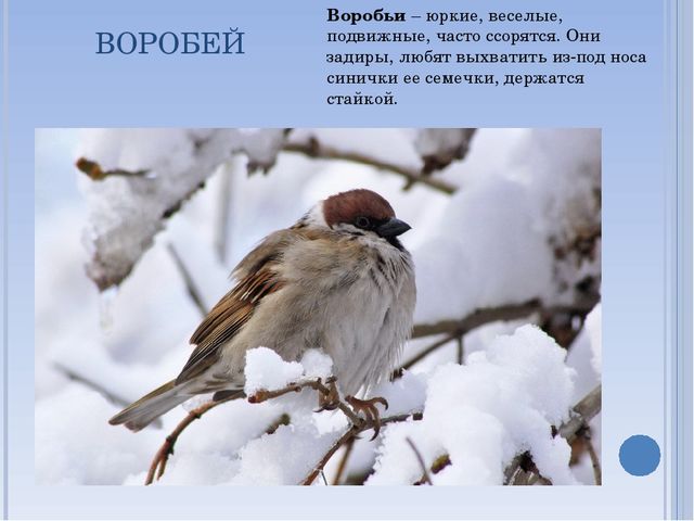 Презентация по окружающему миру на тему " Зимующие птицы"