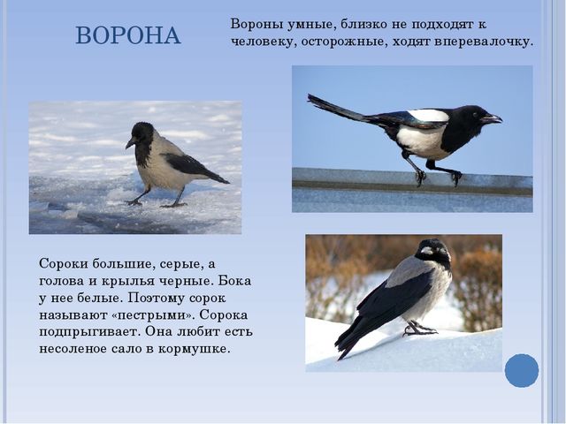 Презентация по окружающему миру на тему " Зимующие птицы"