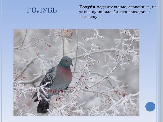 Презентация по окружающему миру на тему " Зимующие птицы"
