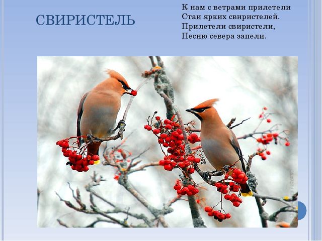 Презентация по окружающему миру на тему " Зимующие птицы"