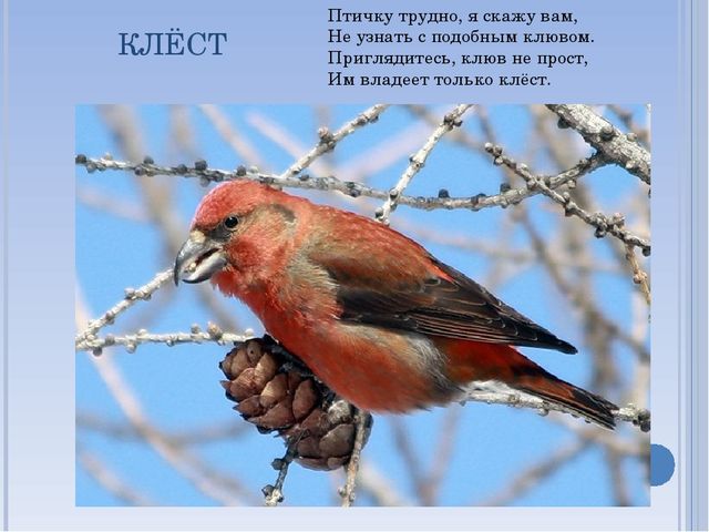 Презентация по окружающему миру на тему " Зимующие птицы"