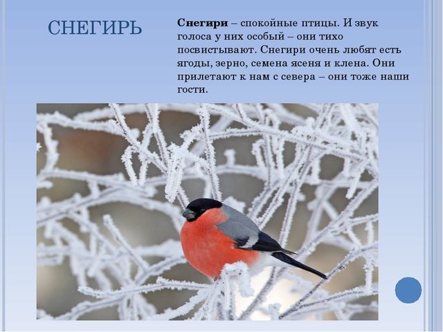 Презентация по окружающему миру на тему " Зимующие птицы"