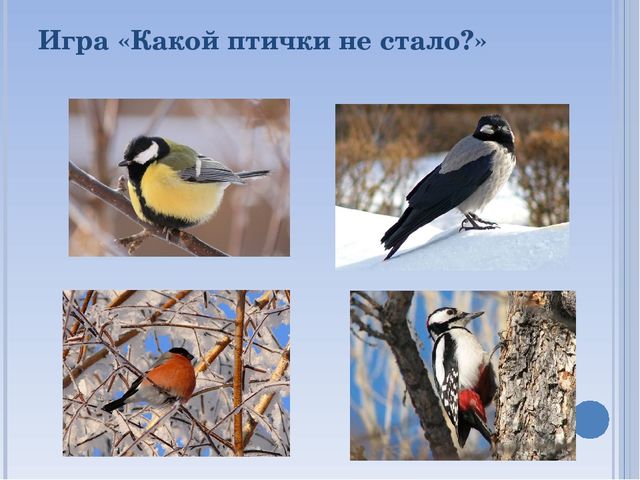 Презентация по окружающему миру на тему " Зимующие птицы"