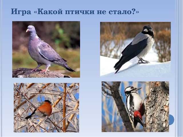Презентация по окружающему миру на тему " Зимующие птицы"