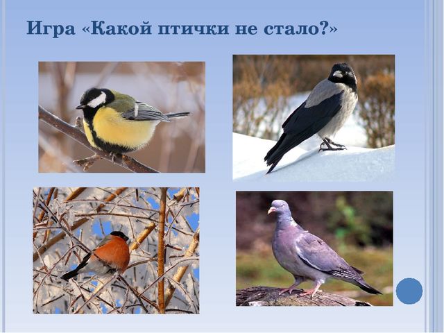 Презентация по окружающему миру на тему " Зимующие птицы"