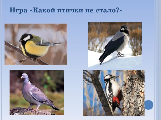 Презентация по окружающему миру на тему " Зимующие птицы"