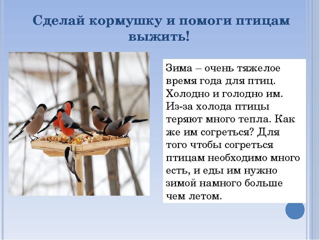 Презентация по окружающему миру на тему " Зимующие птицы"