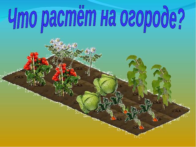 Проект "Чудо фрукты и овощи".