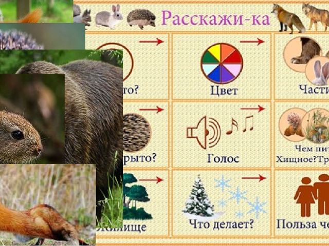Презентация по развитию речи, экологии "В гостях в лесной школе" старшая группа