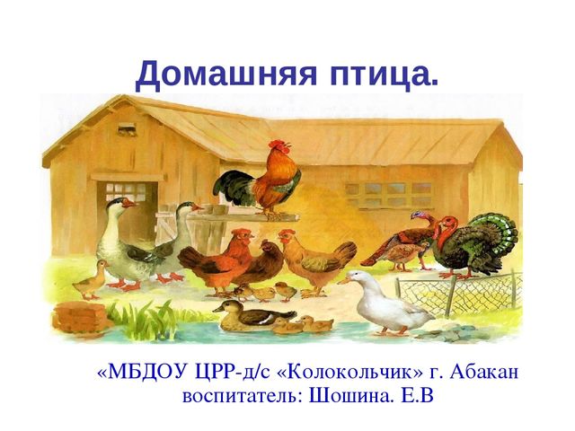 Презентация по развитию речи "Домашняя птица"
