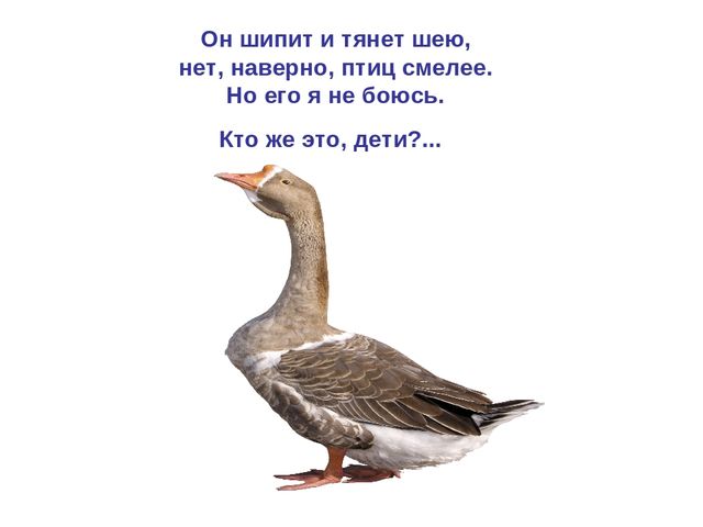 Презентация по развитию речи "Домашняя птица"