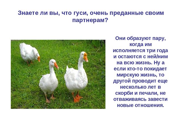 Презентация по развитию речи "Домашняя птица"