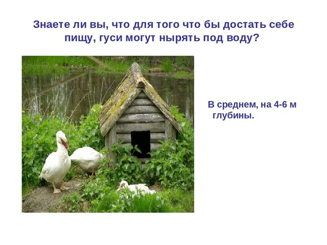 Презентация по развитию речи "Домашняя птица"