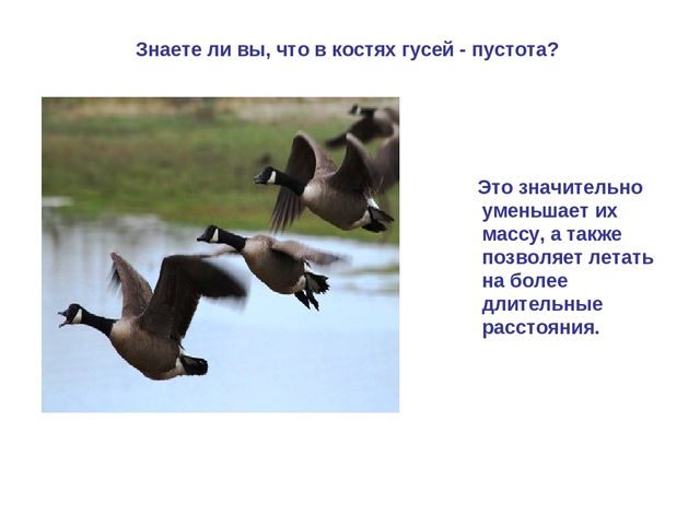 Презентация по развитию речи "Домашняя птица"