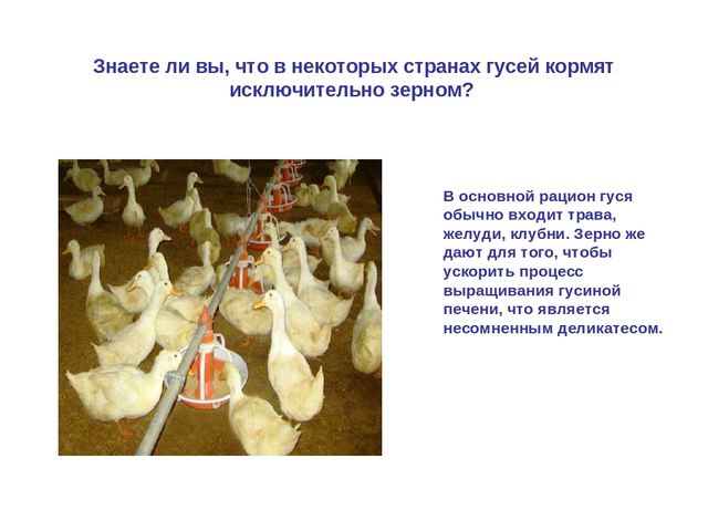 Презентация по развитию речи "Домашняя птица"
