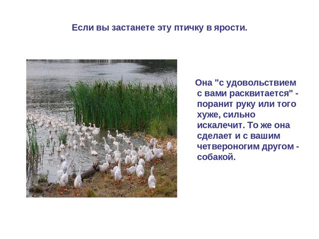Презентация по развитию речи "Домашняя птица"