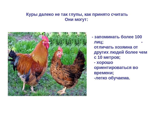Презентация по развитию речи "Домашняя птица"
