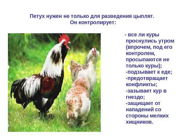Презентация по развитию речи "Домашняя птица"