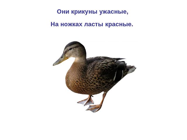 Презентация по развитию речи "Домашняя птица"
