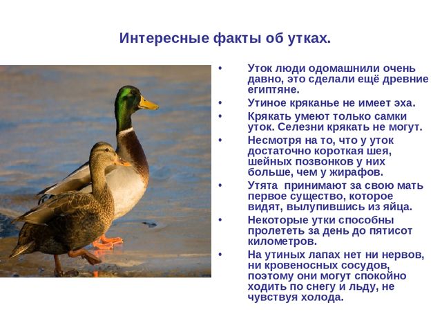 Презентация по развитию речи "Домашняя птица"