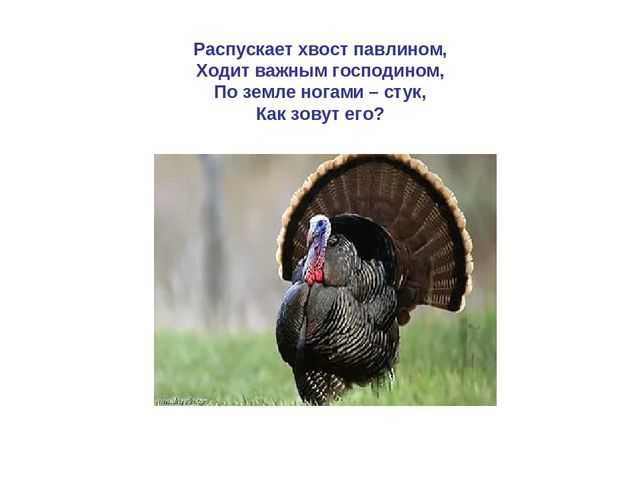 Презентация по развитию речи "Домашняя птица"