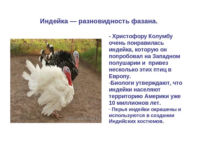 Презентация по развитию речи "Домашняя птица"