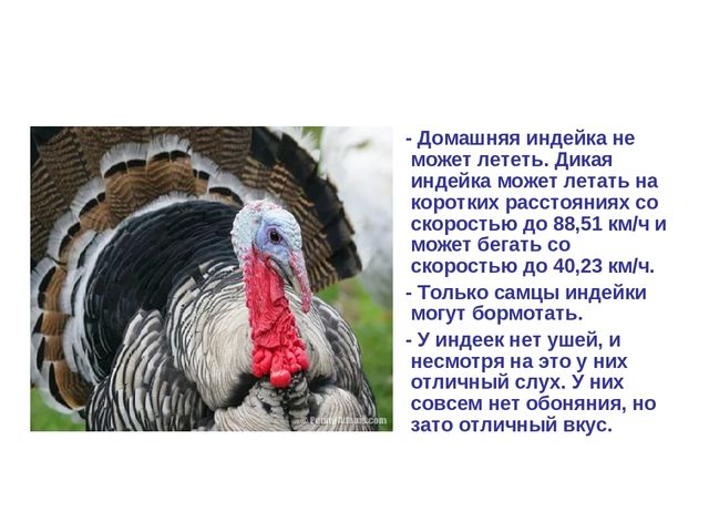 Презентация по развитию речи "Домашняя птица"