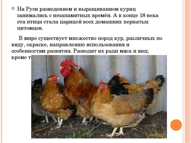 Презентация исследовательского проекта "Снесла курочка яичко".