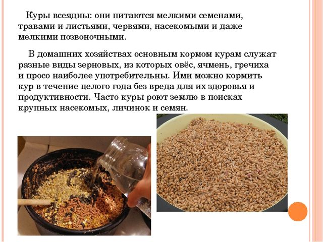 Презентация исследовательского проекта "Снесла курочка яичко".