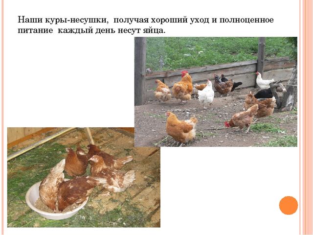 Презентация исследовательского проекта "Снесла курочка яичко".