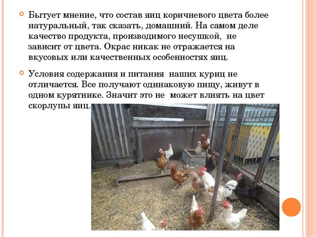 Презентация исследовательского проекта "Снесла курочка яичко".
