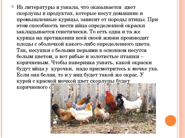 Презентация исследовательского проекта "Снесла курочка яичко".