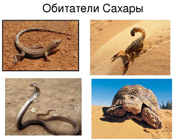 Презентация к уроку "Путешествие в Африку"