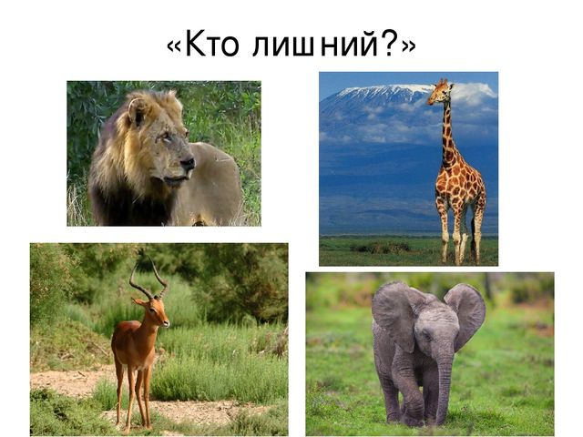 Презентация к уроку "Путешествие в Африку"
