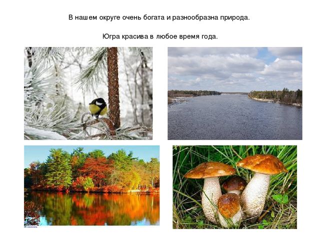 Презентация "Мы живем в ХМАО - Югре"