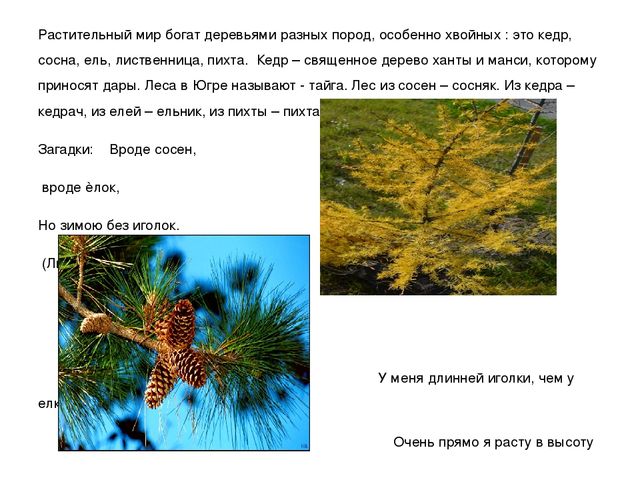 Презентация "Мы живем в ХМАО - Югре"