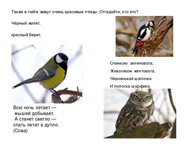 Презентация "Мы живем в ХМАО - Югре"