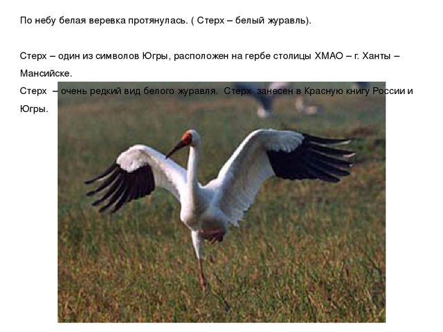 Презентация "Мы живем в ХМАО - Югре"