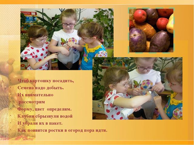Презентация по ознакомлению с окружающим проект "Ах, картошечка,картошка"
