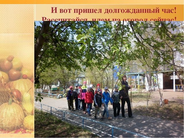 Презентация по ознакомлению с окружающим проект "Ах, картошечка,картошка"
