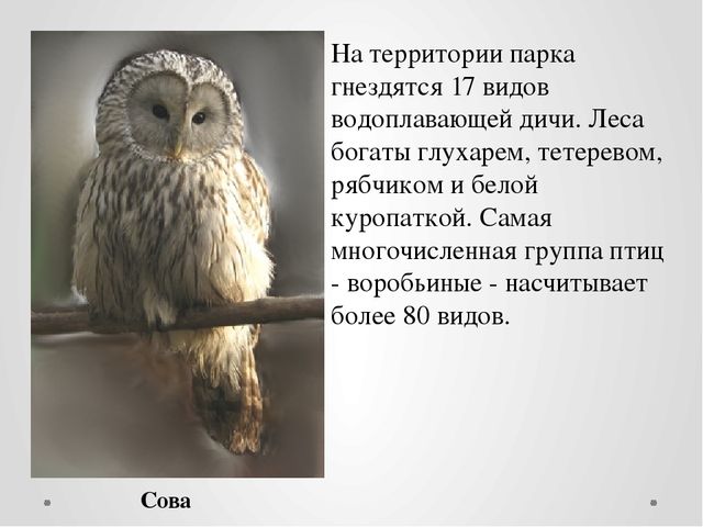 Презентация по ознакомлению с окружающим миром на тему "Национальный парк "Югыд Ва"