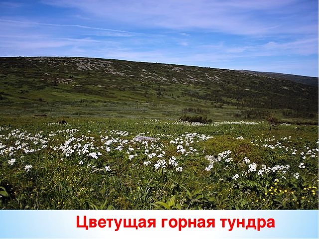 Презентация по ознакомлению с окружающим миром на тему "Печоро-Илычский заповедник"