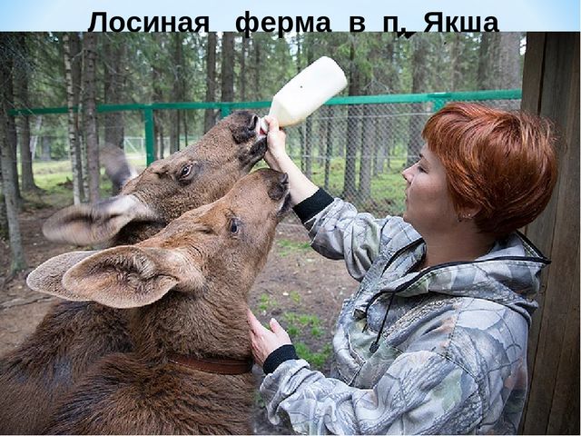Презентация по ознакомлению с окружающим миром на тему "Печоро-Илычский заповедник"